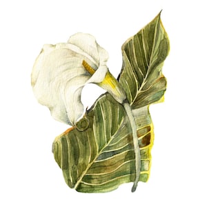 White Calla Lily - Botanical Flower Art Print of Watercolor Painting