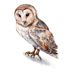 Barn Owl  - Bird Art Print - Nursery Wall Art Decor