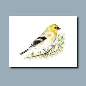 Oiseau pinson jaune d’or - Impression d’art de peinture aquarelle originale - art d’oiseau nouvel an Noël vacances d’hiver cartes d’hiver en pin épicéa