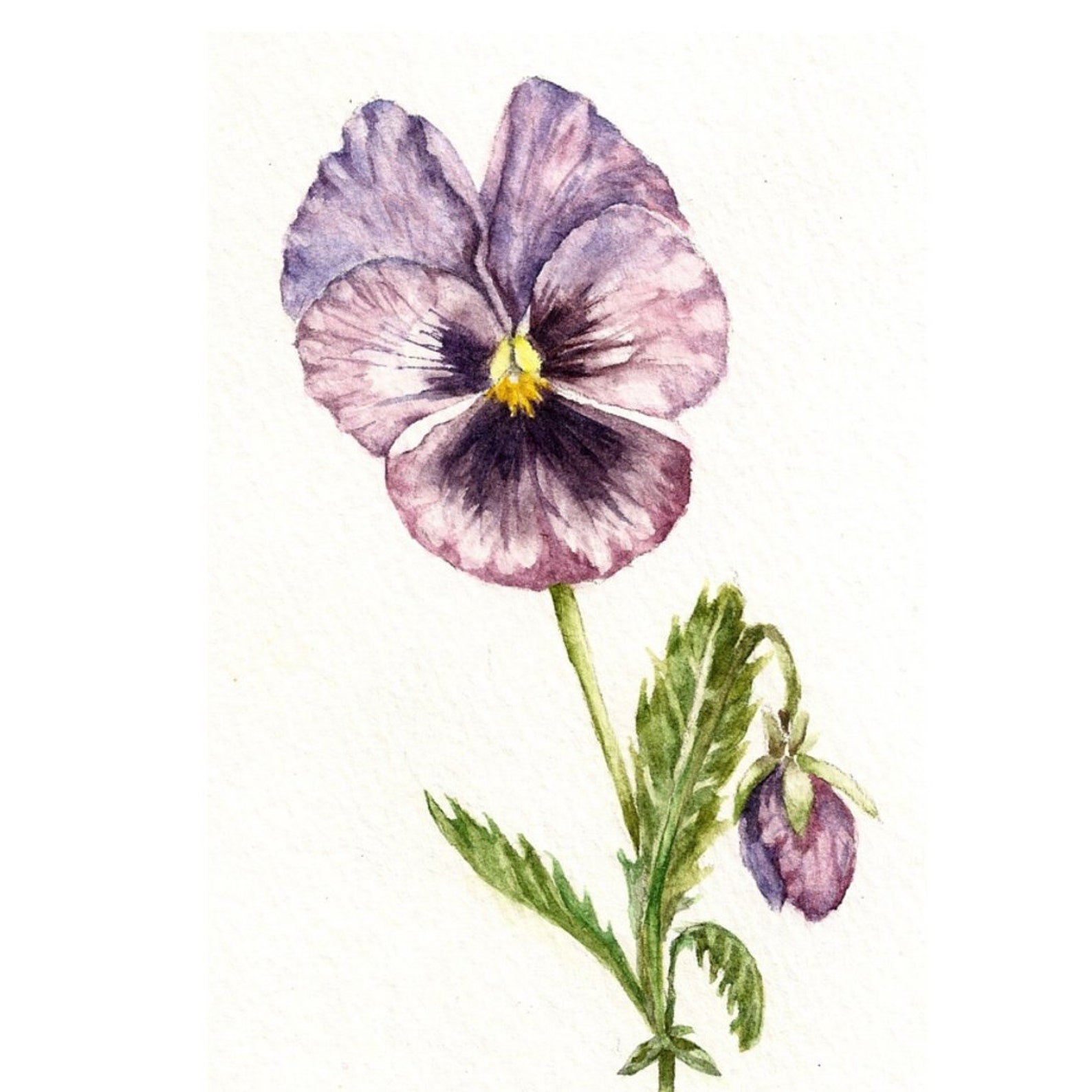 Purple Pansy Botanical Art Print of Watercolor Painting Flower Cottage ...