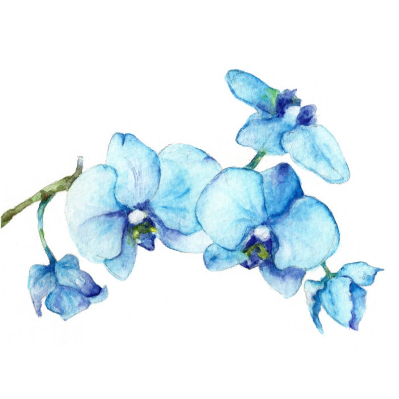 Blaue Orchideen One botanischen Art Print Aquarell Blumen Etsy