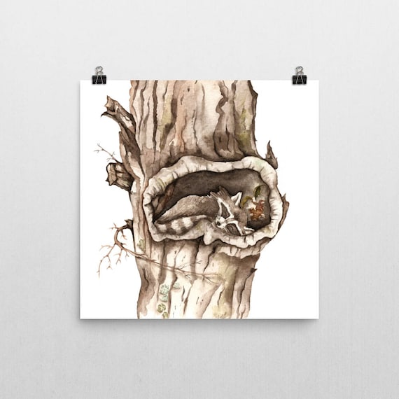 Sleeping Raccoon in Tree Hollow Animal Art Print of Watercolor Painting  Baby Shower Woodland Nursery Wall Decor - Etsy
