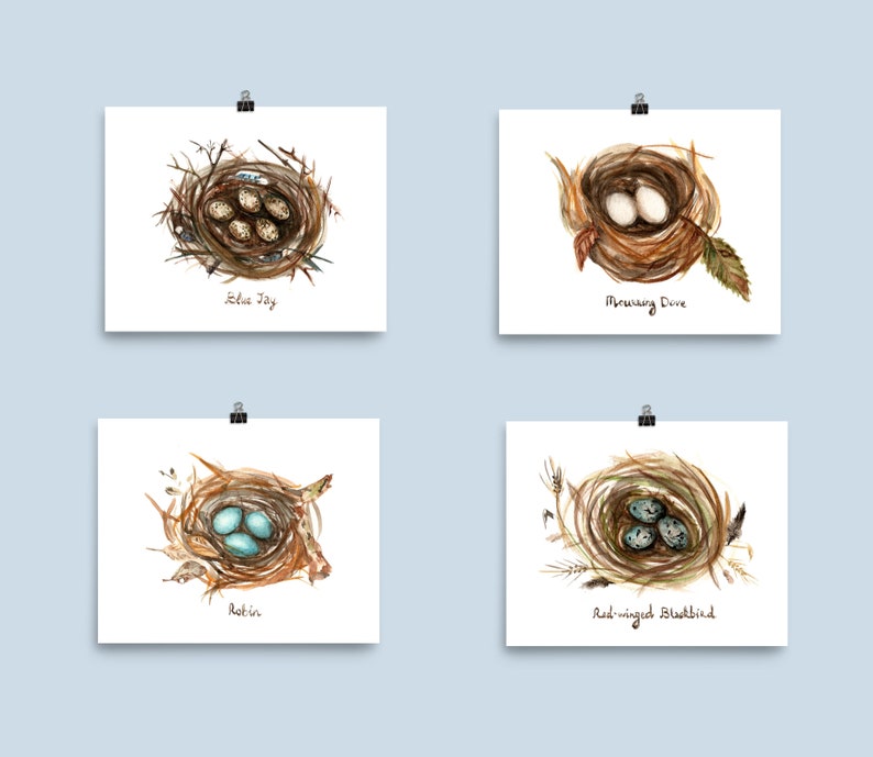 Four Bird Nests Study Art Print Set of 4 Bird Nests feathers Eggs