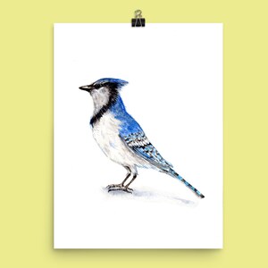 Geai bleu - aquarelle originale - 6 x 20 cm - oiseau nouvel an Noël hiver cartes printemps
