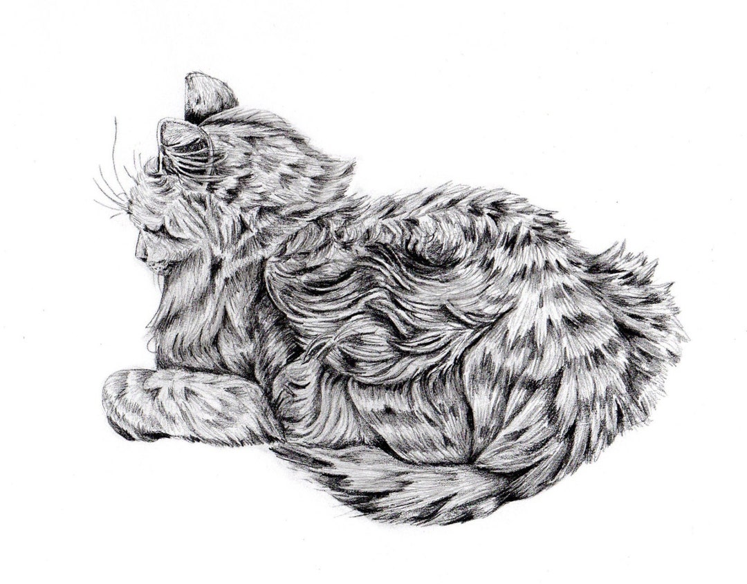 Sleeping Cat Art Print of Pencil Drawing - Black and White Wall Art ...