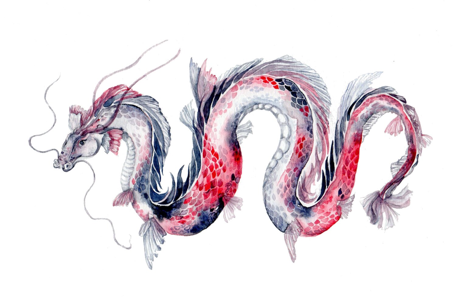 Koi Dragon Art Print of Koi Fish Watercolor Painting 8x10 Etsy