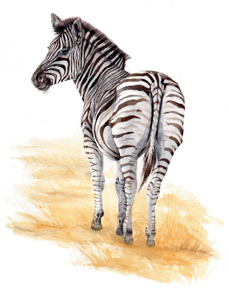 Zebra Art Print of Original Watercolor Painting Nursery Baby Shower