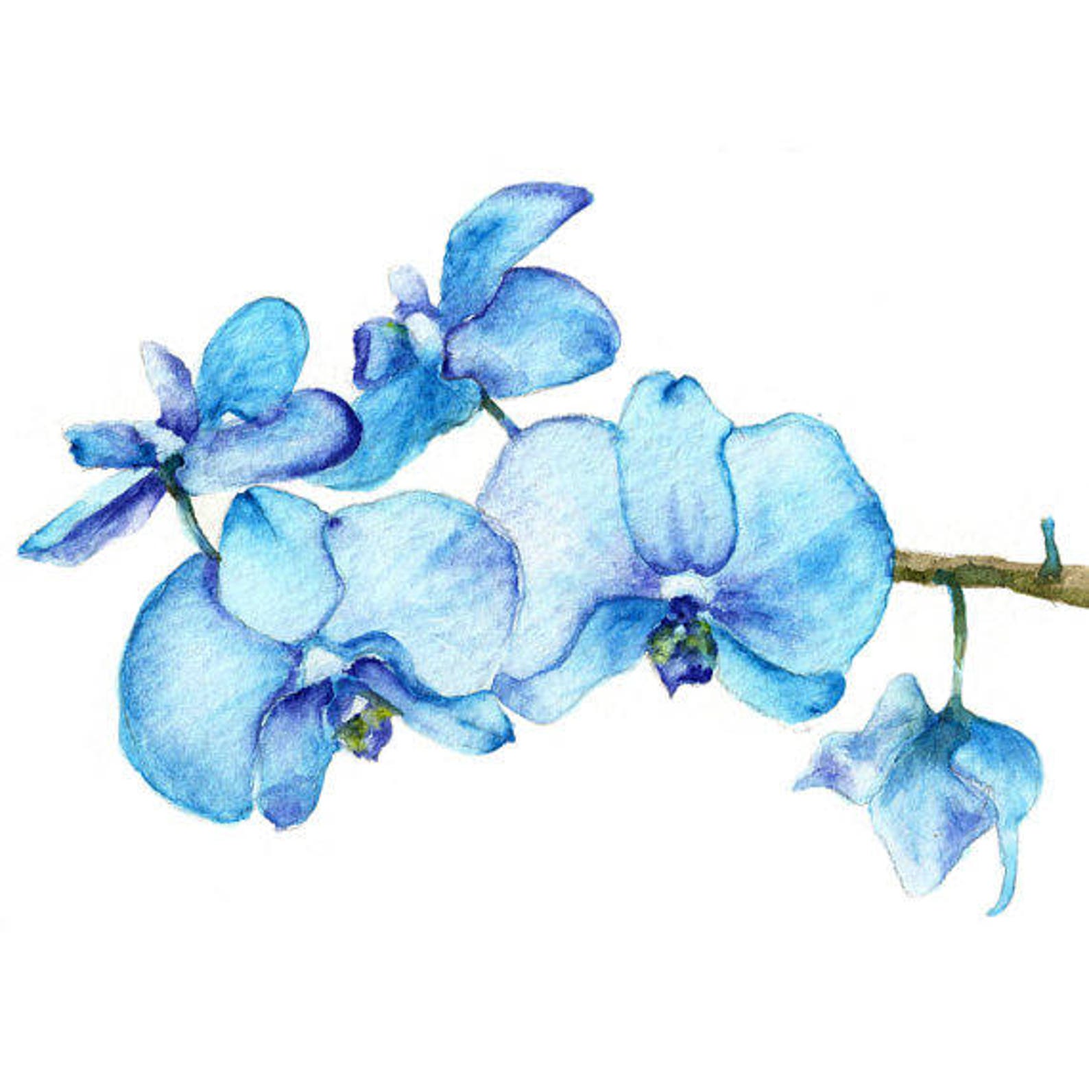 Watercolor Blue Orchid Art Print Set of 2 Art Prints of Original