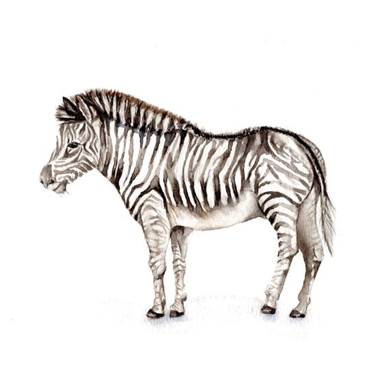 Zebra Art Print of Watercolor Painting 8x10 Zoo Wildlife Horse Baby Shower  Nursery Cabin Cottage Pony 