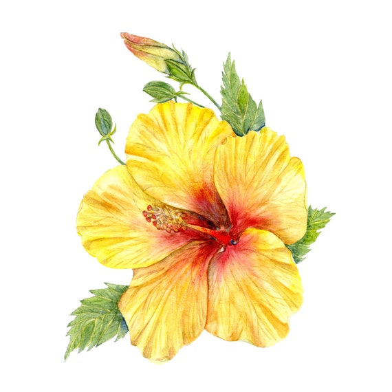 Yellow Hibiscus Flower Botanical Art Print of Watercolor Painting cottage d cor tropical botanical art plants nature