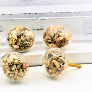 May include: Clear glass cabinet knobs filled with a variety of small seashells in shades of tan, brown, and cream. The knobs have a gold-colored metal stem. The knobs are displayed on a white surface.