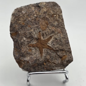 May include: A fossilized starfish impression in a rectangular stone. The starfish is a lighter brown color than the surrounding rock, which is a mix of brown and gray. The stone is displayed on a small, silver metal stand.