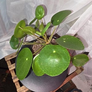 Ausgereifte Pilea Peperomioides - Chinesische Geldpflanze mit Holzstamm im Keramiktopf
