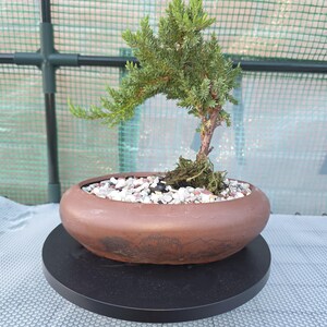 Bonsái de enebro escamoso – estilo llorón, cascada, maceta de barro,