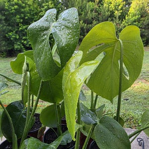 May include: A Monstera deliciosa plant with large, heart-shaped, fenestrated green leaves covered in water droplets. The plant is potted in dark soil within a dark container, showcasing multiple stems and varying shades of vibrant green foliage.