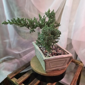 Puede incluir: Un pequeño bonsái con follaje verde en una maceta rectangular de cerámica blanquecina. La maceta se encuentra sobre un soporte de madera con base de corcho. El fondo presenta una tela blanca drapeada.