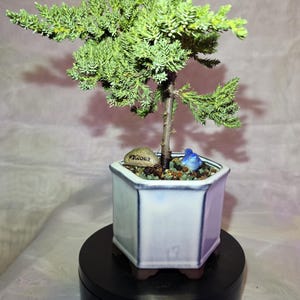 Puede incluir: Un bonsái en una maceta hexagonal de cerámica blanca y azul. El árbol tiene follaje verde y un tronco marrón. Una pequeña piedra con la palabra "WELCOME" está en la maceta, junto con una figura de pájaro azul. La maceta se encuentra sobre un soporte giratorio negro.