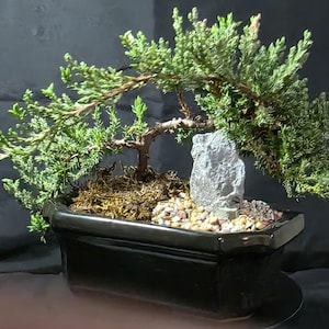 Vlokkige jeneverbes bonsaiboom – huilend, cascadestijl, geglazuurde pot, accentsteen