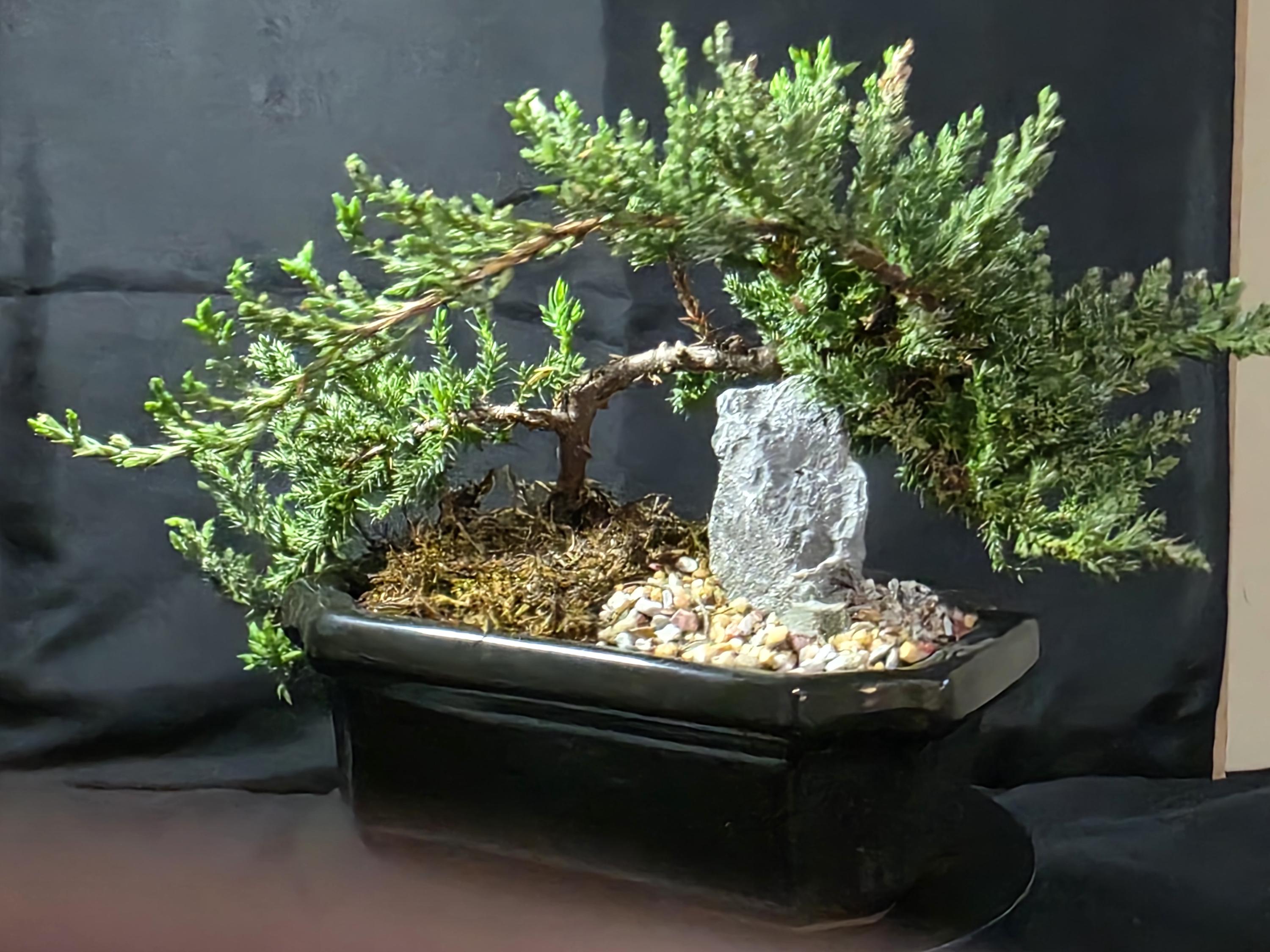 Kaskade bonsai - Etsy.de