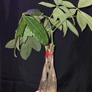 May include: A Money Tree plant in a white pot. The braided trunk is brown, and the leaves are green. A red ribbon is tied around the base of the stems. The background is black.