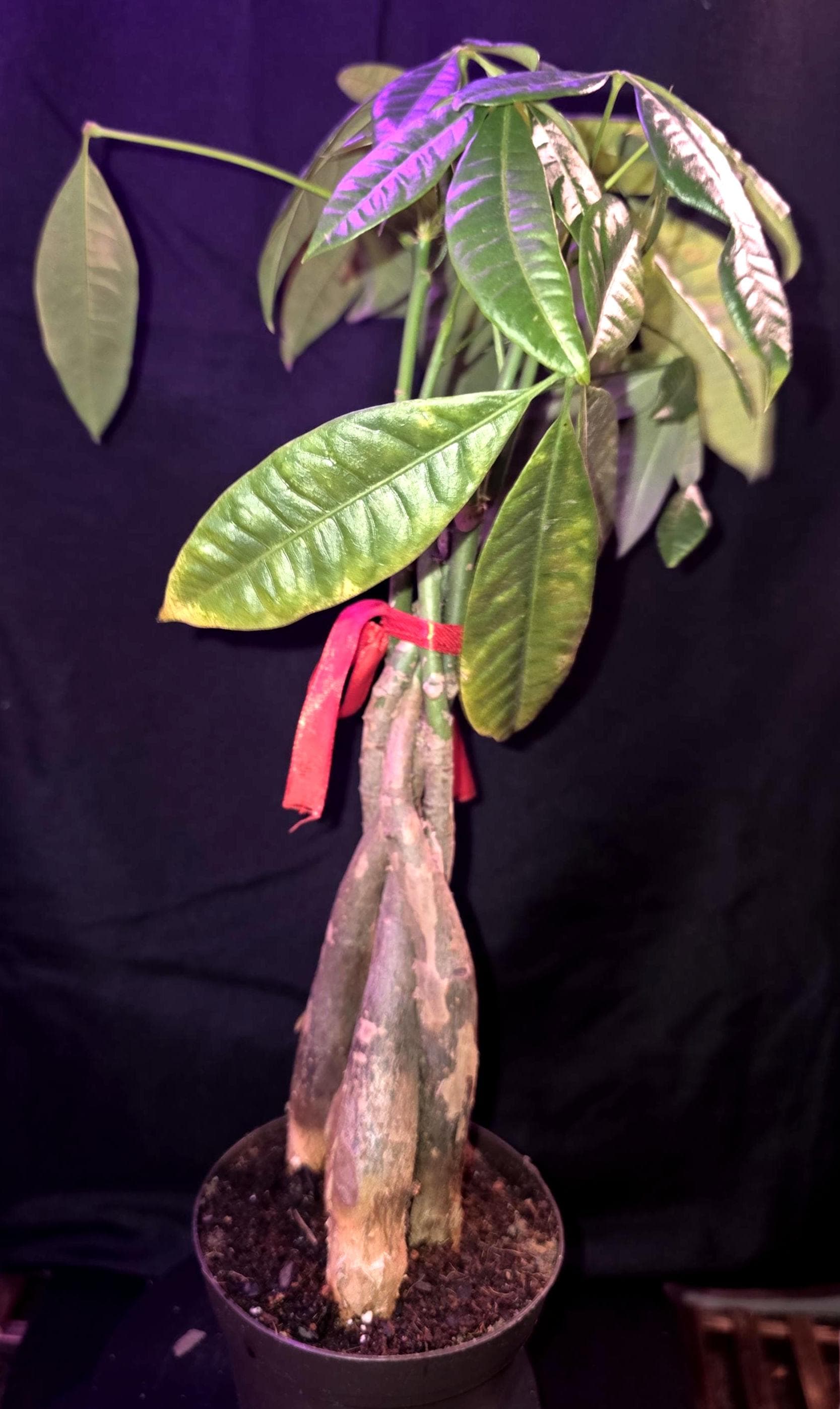 Pachira aquatica - Etsy.de