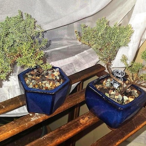 Juniper Bonsai Tree | Bonsai Bluel Glazed Pot, Indoor Plant