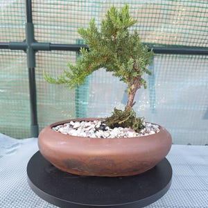 house plants vines Buy Wire Vine Plants Online main image 1