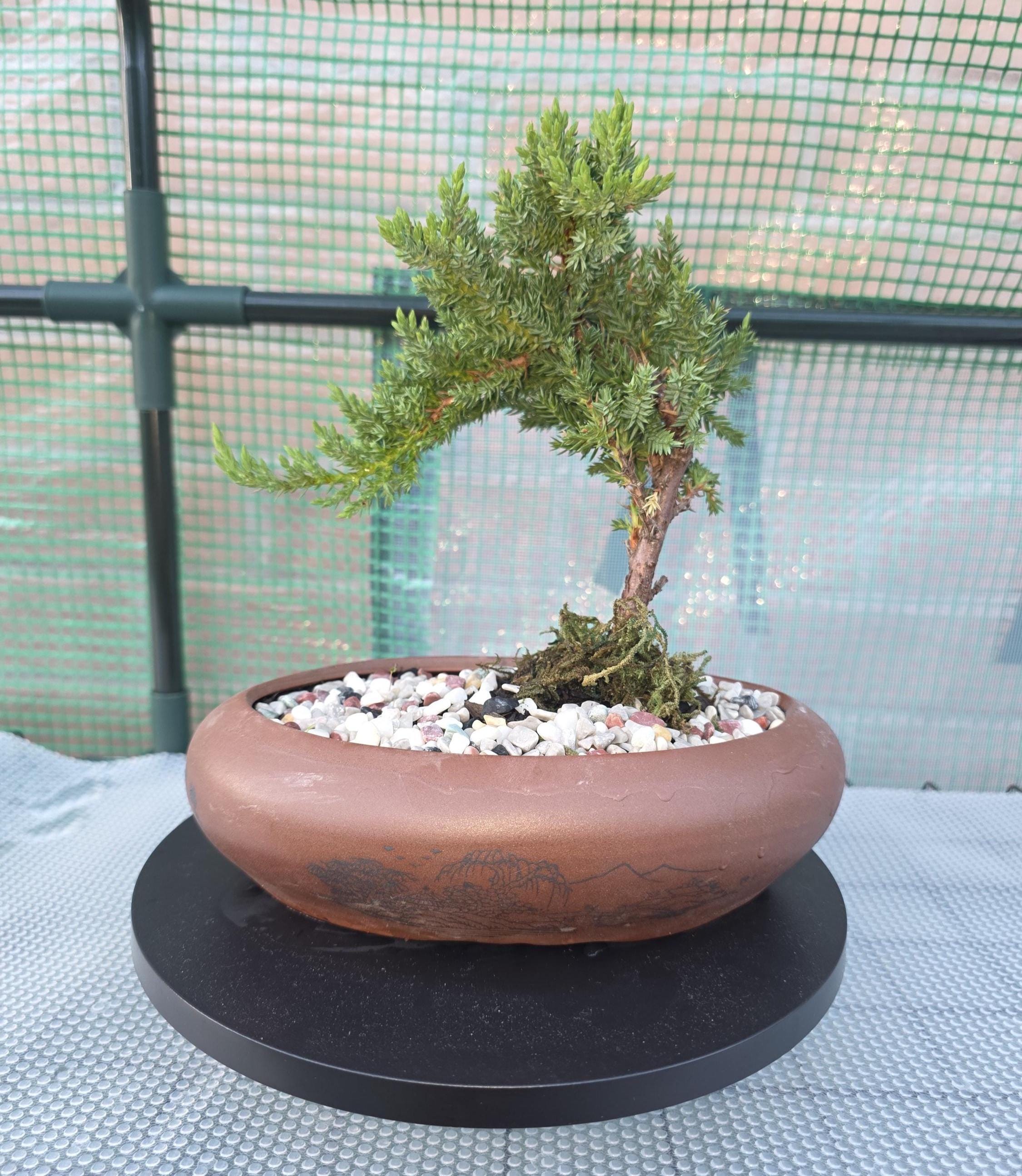 Cascading juniper - Etsy.de