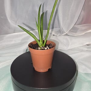 Sansevieria cylinder - Etsy sterreich