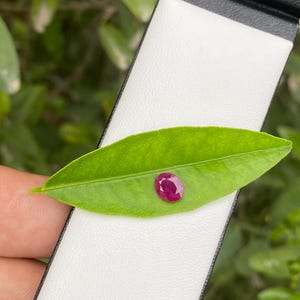 May include: A polished, oval ruby gemstone, deep red in colour, sits on a bright green leaf. The leaf is held against a white background. The background is blurred, showing green foliage. The ruby is a precious stone.
