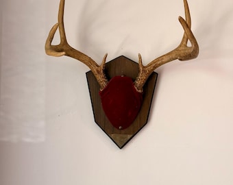 May include: A wall-mounted deer antler display featuring a pair of light brown, textured antlers attached to a dark wooden shield-shaped plaque. The base of the antlers is covered by a smooth, deep red velvet fabric, secured with a small metal stud.
