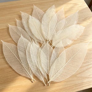 May include: A collection of off-white skeleton leaves arranged in a fan shape. Each leaf displays a delicate, intricate network of veins, showcasing the natural structure of the foliage with a translucent, paper-like appearance and pointed tips.