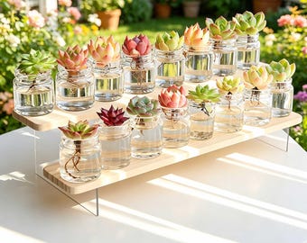 5/10/15 Hydroponic Succulent Set,Mystery Box Plants,With Bottle,Can Grow In Water/Hydroponic Systems,Gift For Plant Lovers,Varieties Random