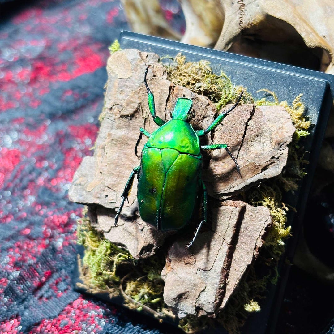 Insect Desktop Ornaments, Real Insect Specimens, Desktop Pets, Green ...