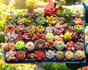10/24/100 Stück gemischtes Sukkulenten-Bundle, zufällige Sorten, wurzelnackte Sukkulenten, Mini-Echeverien-Kollektion, eine Rosetten-Sukkulente zum Selbermachen