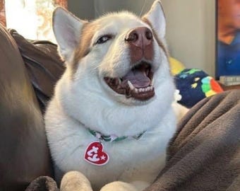 Beanie Baby - Inspirierter benutzerdefinierter Haustieranhänger