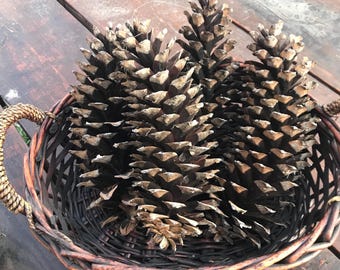 Large Western White Pine pinecones