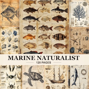 Puede incluir: Un libro Marine Naturalist de 120 páginas con ilustraciones de estilo vintage de varios peces, criaturas marinas, conchas, una tortuga marina y un velero sobre fondos de papel envejecido con bocetos técnicos y notas manuscritas.
