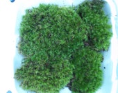 Live Frog Moss Mood Moss - Dicranum For Terrarium or Vivarium - Gallon Bag