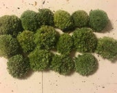 Cushion Moss - Pillow Moss Pads - Approximately 1 quot Size for Terrariums Fairy Gardens Live and Fresh
