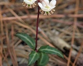 Live Spotted Wintergreen Pipsissewa Plants For Fairy Garden, Terrarium, Garden