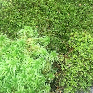 Live Bog Moss Assortment Package - Spoon Moss,  Fern Moss and Sphagnum Moss for Vivarium or Garden