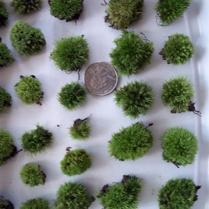 May include: A white container filled with small green moss balls. The moss balls are arranged in a grid pattern. A US quarter is included for scale.