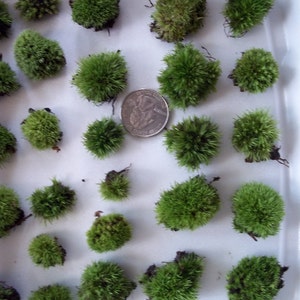 Cushion Moss Pillow Moss Pads - 20 Teeny Button Size for Terrarium, Fairy Garden, Moss Jewelry Live Moss