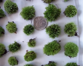 Cushion Moss Pillow Moss Pads - 20 Teeny Button Size for Terrarium, Fairy Garden, Moss Jewelry Live Moss