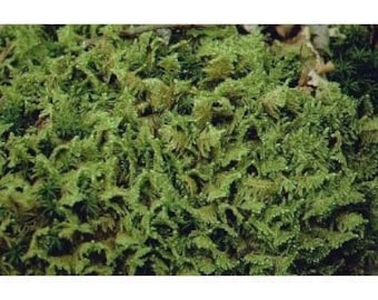 Live Plume Moss