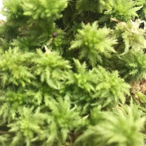 Live Sphagnum Moss Sandwich Bag For Vivarium Terrarium Bog Garden Carnivorous Orchid