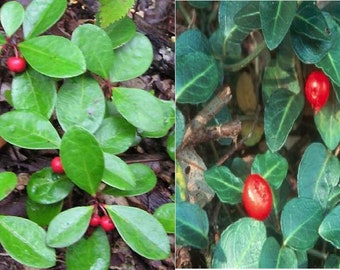 Live Wintergreen Teaberry Plant - Partridge Berry Vine Combo for Garden, Terrarium, Fairy Garden