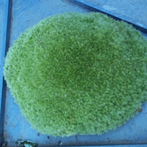 May include: A round, light green, textured rug. The rug is made of a soft, plush material and is set against a blue surface. The rug's shape is irregular, with a slightly uneven edge.