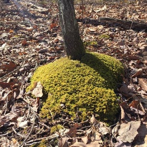 May include: A tree trunk emerges from a mound of vibrant green moss, surrounded by fallen brown leaves and twigs. The scene is bathed in sunlight, creating a natural, earthy aesthetic.